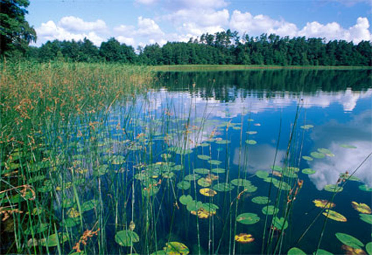 Schilfsrand
