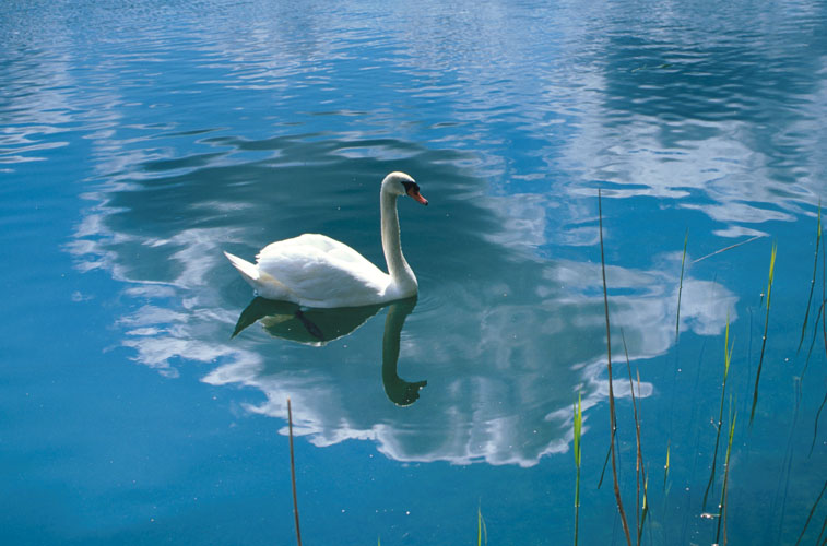Schwan auf Wolke