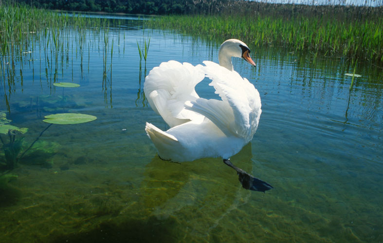 Schwan im Kanal