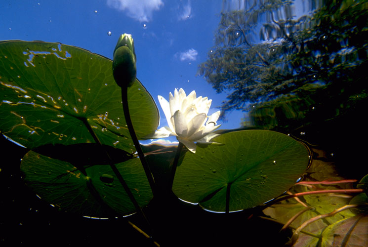 Seerosenblüte