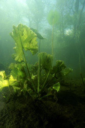 Unter Seerosen02
