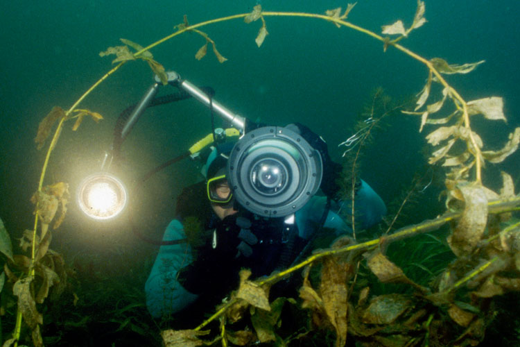 Fotograf Laichkrautbogen