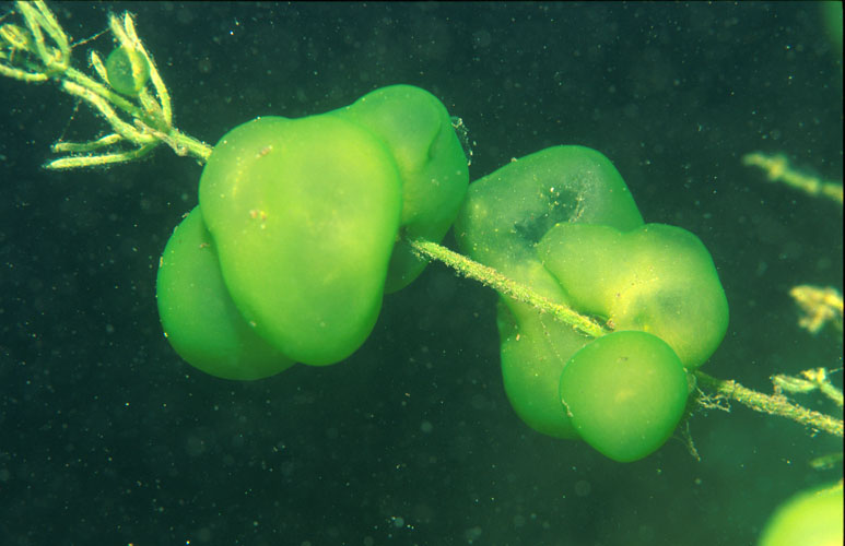 Gallertkugeltierchen2