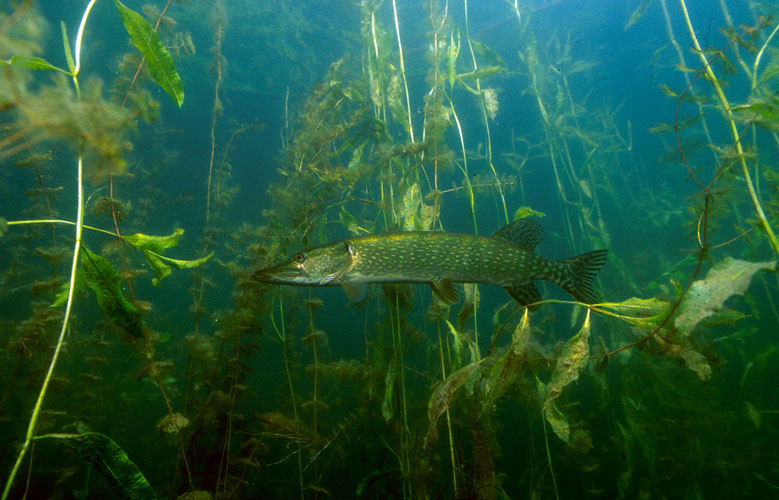 Hecht am Laichkraut02