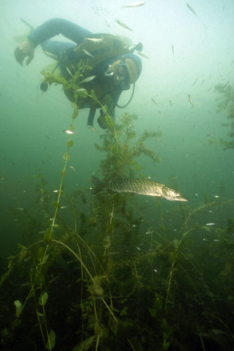 Paul zwischen fischen