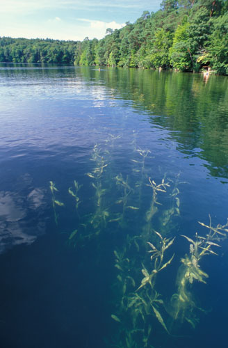 Sonnenbucht Laichkraut