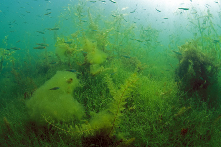 Zwischen Fischen