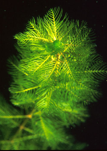 Tausendblatt Myriophyllum