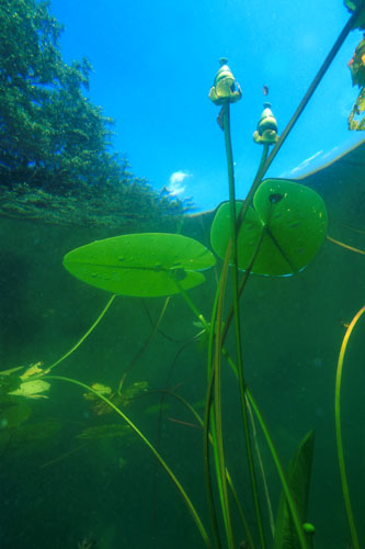 Teichrosen Nuphar