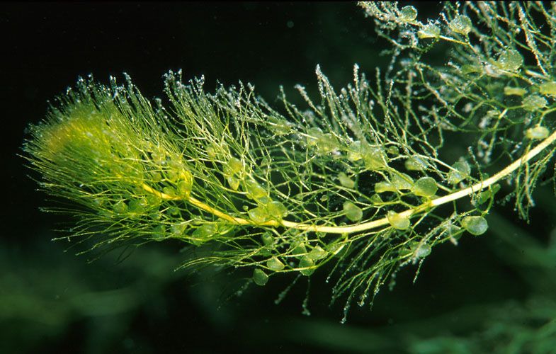 Wasserschlauch Utricularia